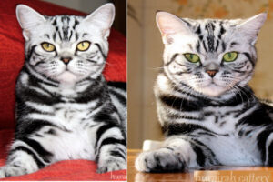 shorthair tabby cats11 Magic Tabbys Masah-Kuwait